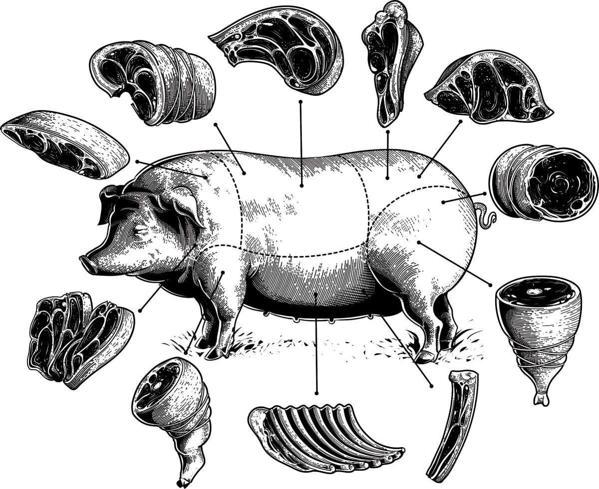Metzgerdiagramm eines Schweins bezogen auf die Nose-to-Tail-Verarbeitung