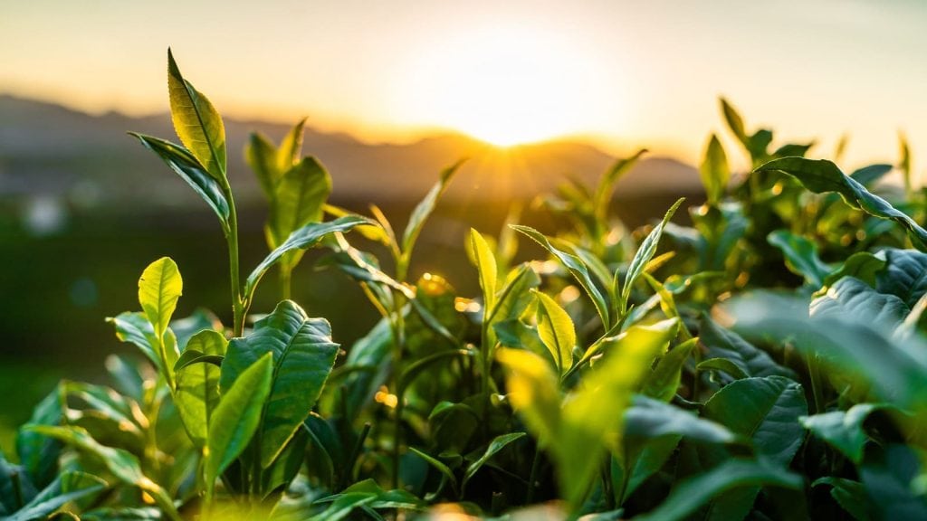 Die Geschichte des Tees beginnt bei der Pflanze: Hier ist ein Bild eines Teegartens mit den Blättern der Teepflanzen im Vordergrund und der untergehenden Sonne im Hintergrund.