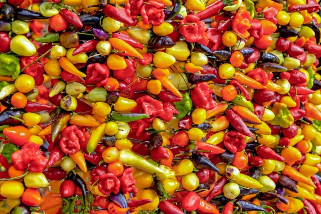 Ein Überblick über die verschiedenen: Chilisorten: Geschmack, Merkmale, Scoville-Schärfegrad