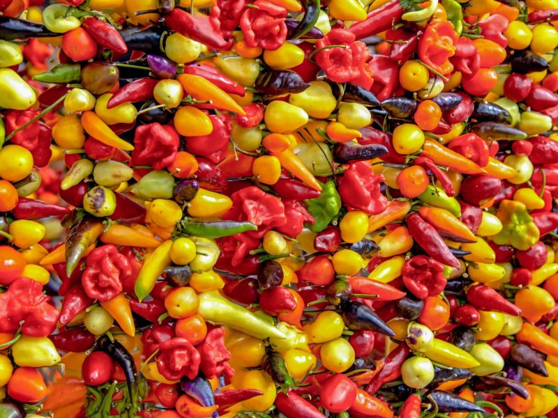 Chilisorten bunt weltweit nebeneinander an einer Wand auf einem Markt. Frontalansicht.