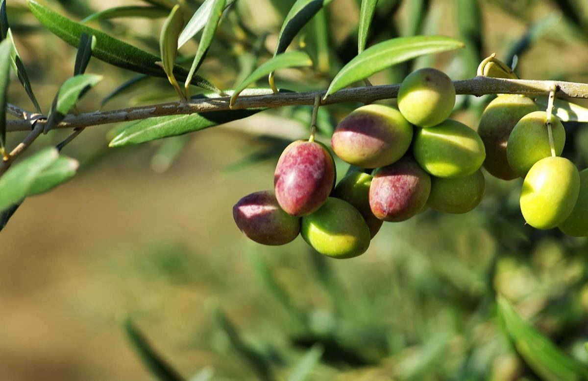 Oliven hängen an einem Olivenzweig.