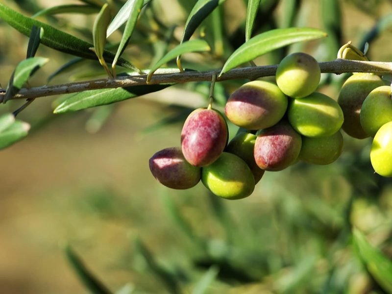 Oliven hängen an einem Olivenzweig.