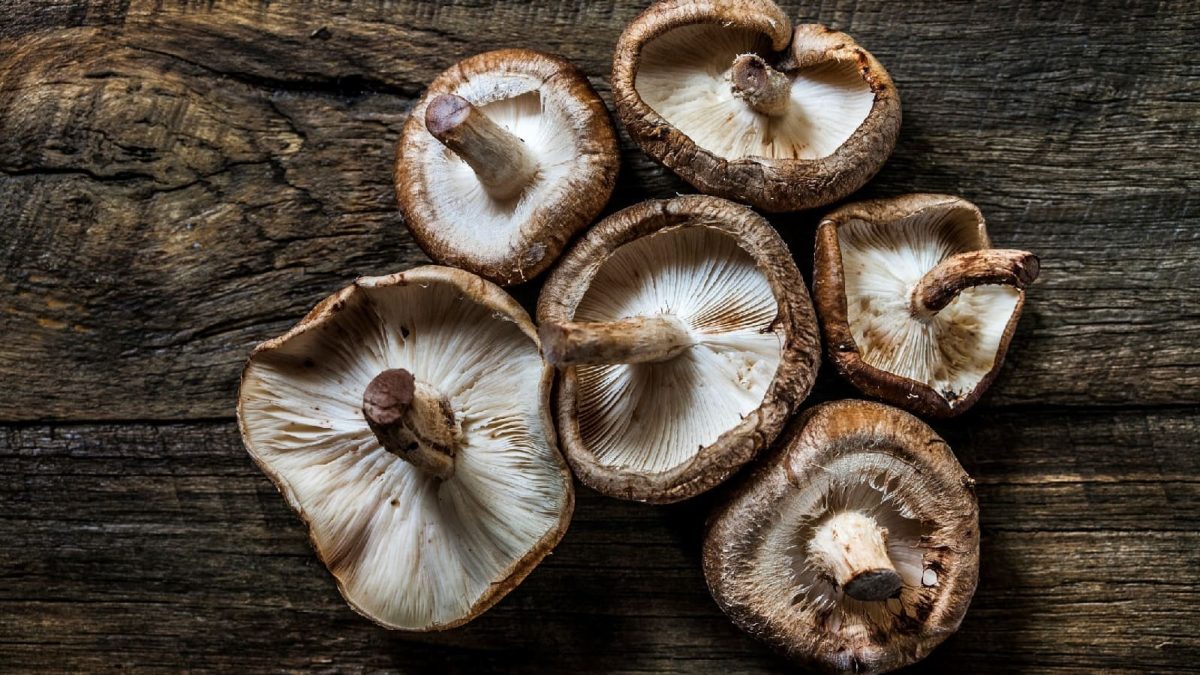 Shiitake-Pilz, die auf einem Holztisch liegen