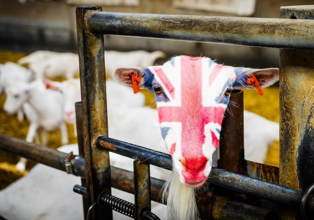 Die Engländer feiern den Tag des Ziegeskäses – Warum eigentlich?