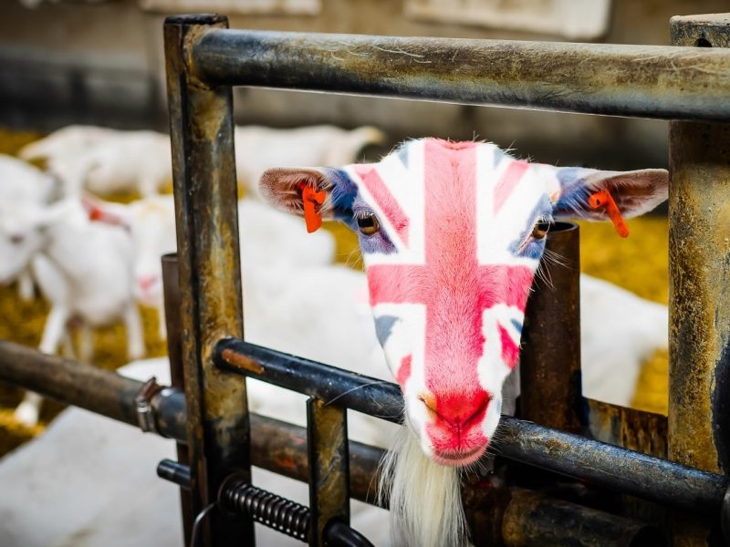 eine Ziege mit einem Union Jack auf dem Kopf gemalt schaut durch ein Gitter