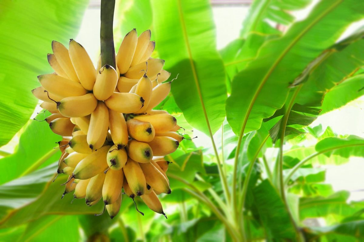 Eine Bananenstaude hängt an einem Baum. Es ist nicht klar, warum Bananen Beeren sind.