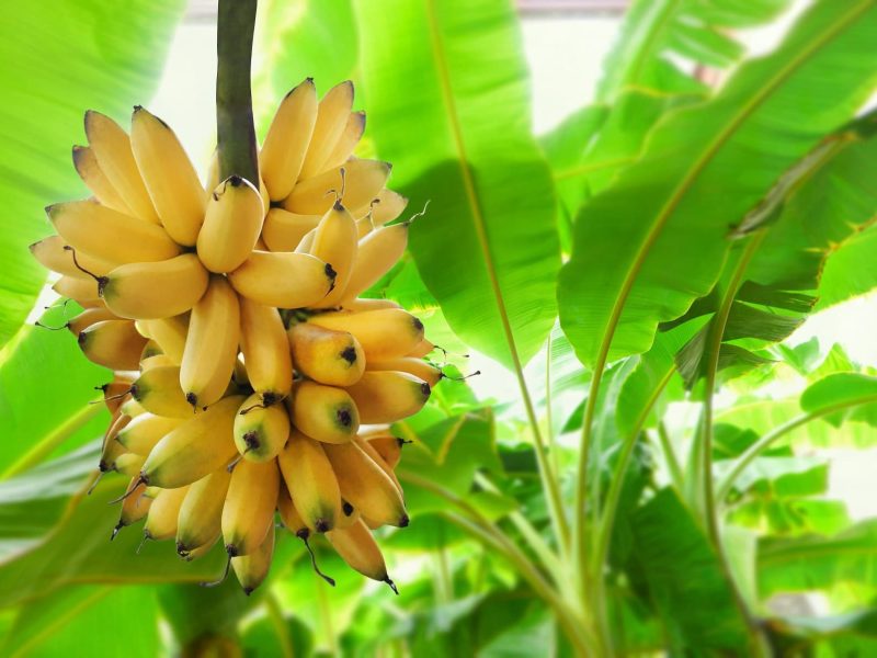 Eine Bananenstaude hängt an einem Baum. Es ist nicht klar, warum Bananen Beeren sind.