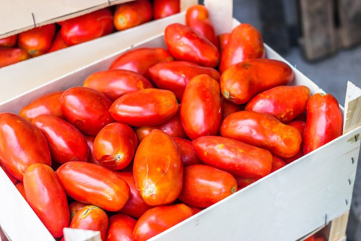 Die rote Königin Italiens – auch aus der Dose: San-Marzano-Tomaten