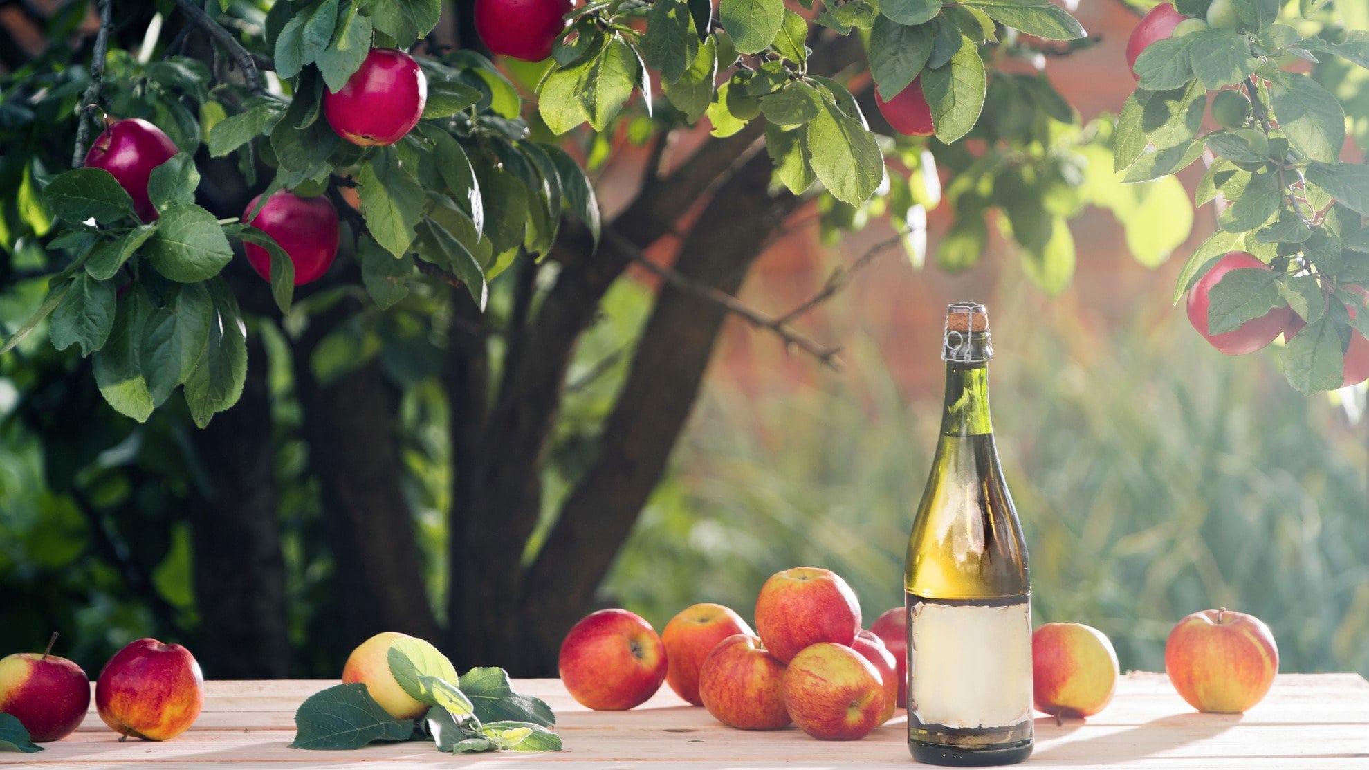 Cidre oder Cider Flaxche unter Apfelbaum auf einem Tisch mit Äpfeln. Frontalansicht.