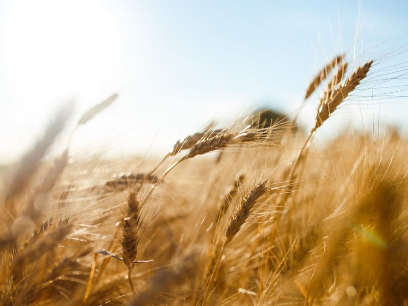 Farm-Food-Climate Impact Markt: ein paar Getreidehalme auf einem Feld im Sonnenlicht.