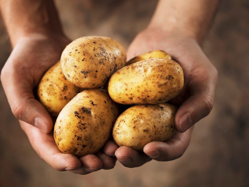 Tater Day, Tag der Kartoffel: Eine Frau hält frisch geerntete Kartoffeln in ihren Händen.