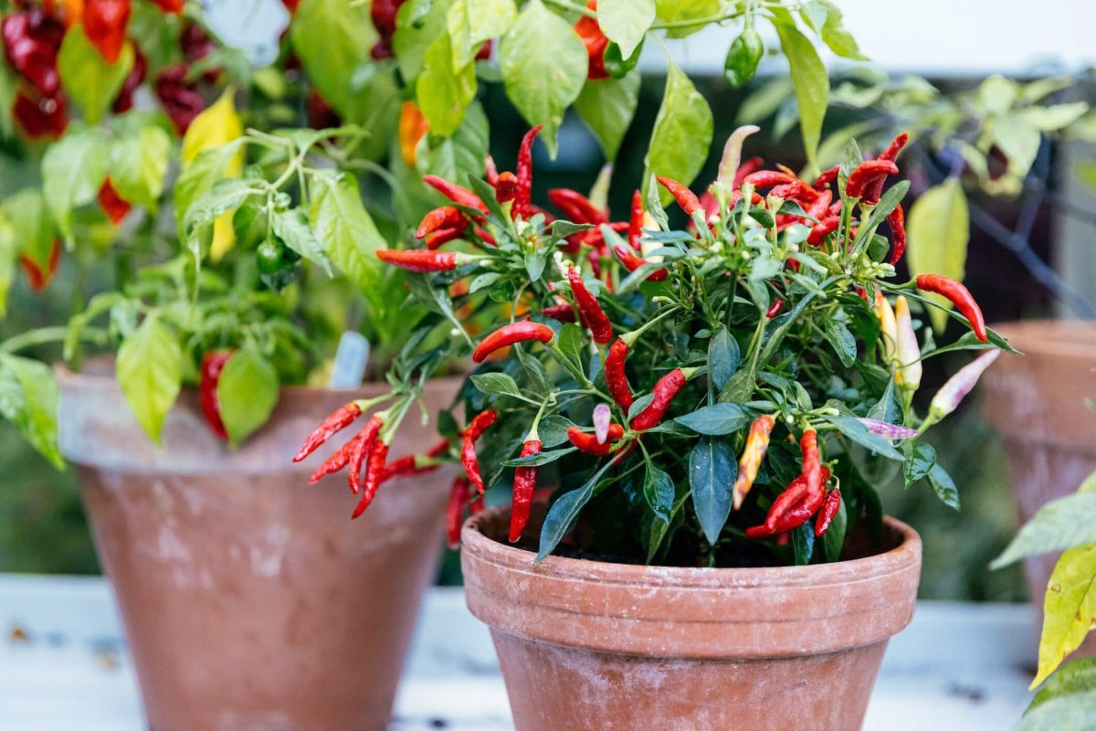 Chilis anpflanzen im April und Mai diverse Chilipflanzen in Töpfen im Außenbereich. Frontalansicht.