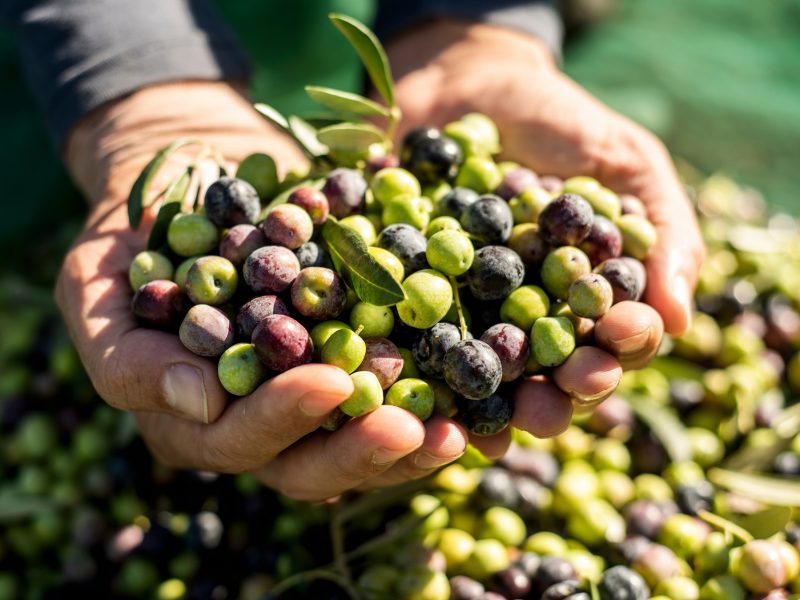 Hände präsentieren frisch gepflückte Oliven in verschiedenen Reifegraden, umgeben von grünen Blättern.