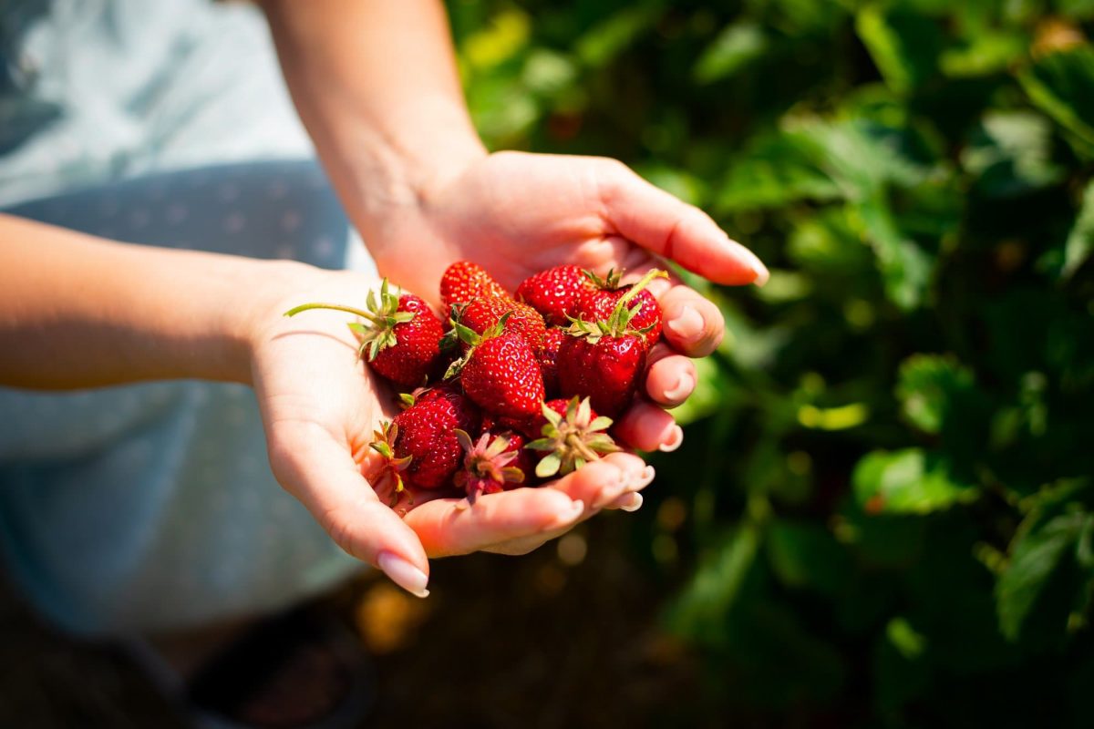 Erdbeeren in Salzwasser waschen: eine junge Frau hält frisch gepflückte Erdbeeren in ihren Händen.