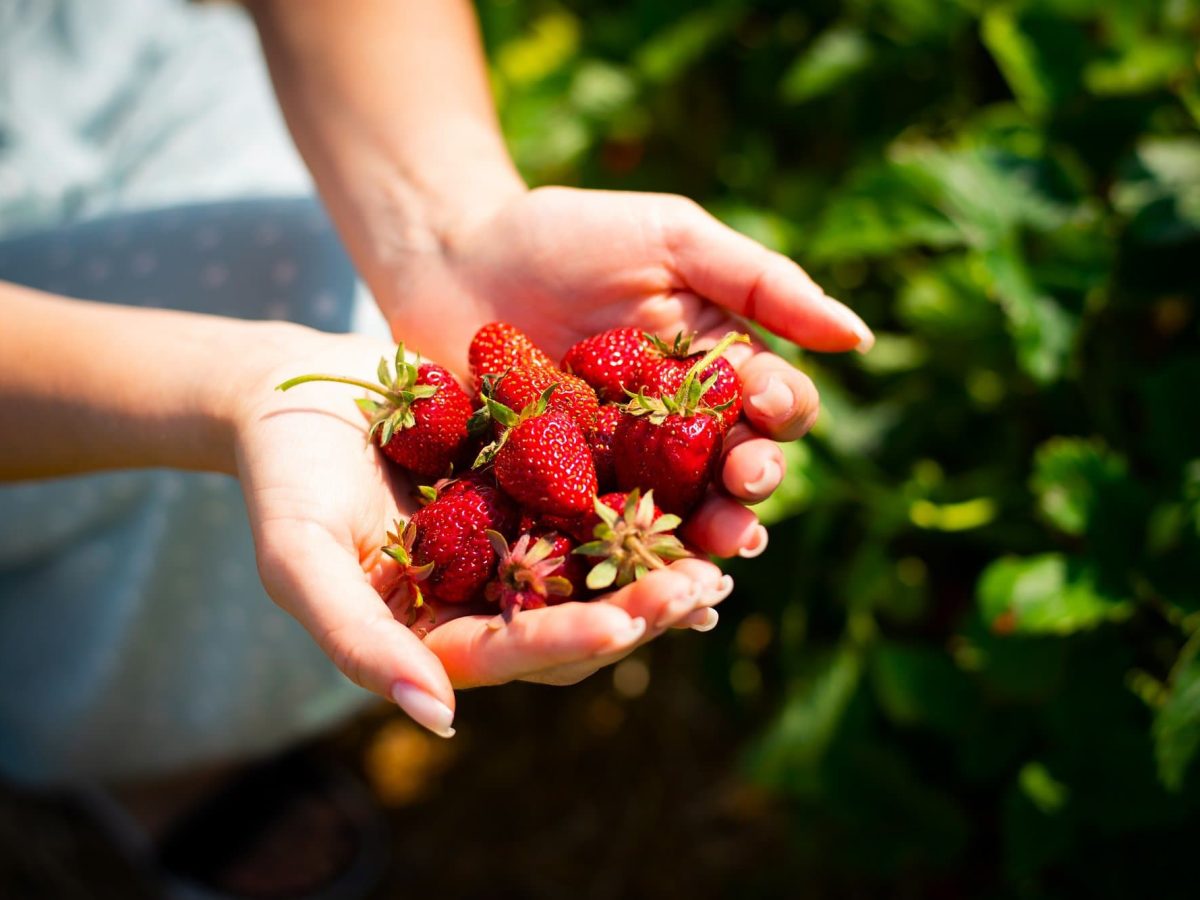 Erdbeeren in Salzwasser waschen: eine junge Frau hält frisch gepflückte Erdbeeren in ihren Händen.